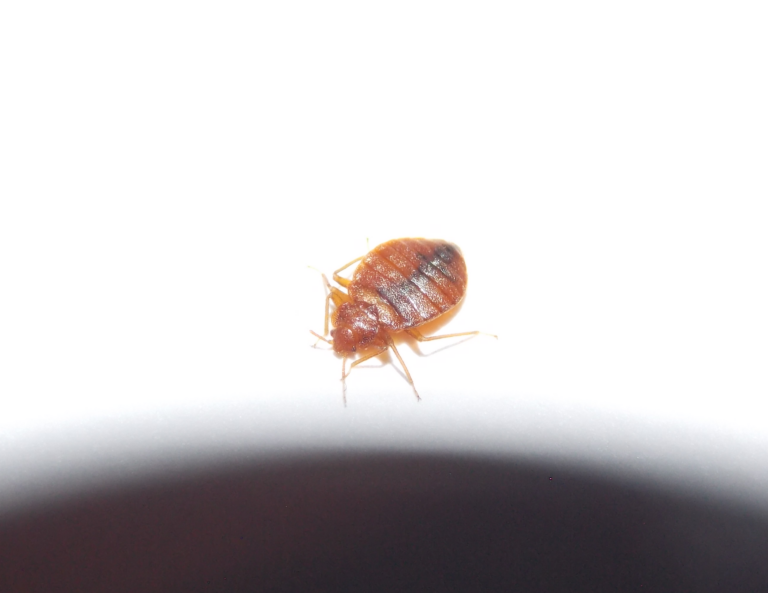 désinsectisation paris Éradication des Punaises de lit à Paris 20e (75020) – Détection et traitement professionnel