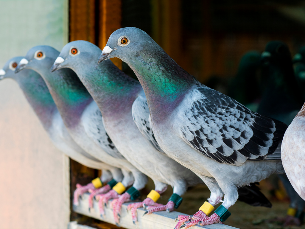 dépigeonnage paris