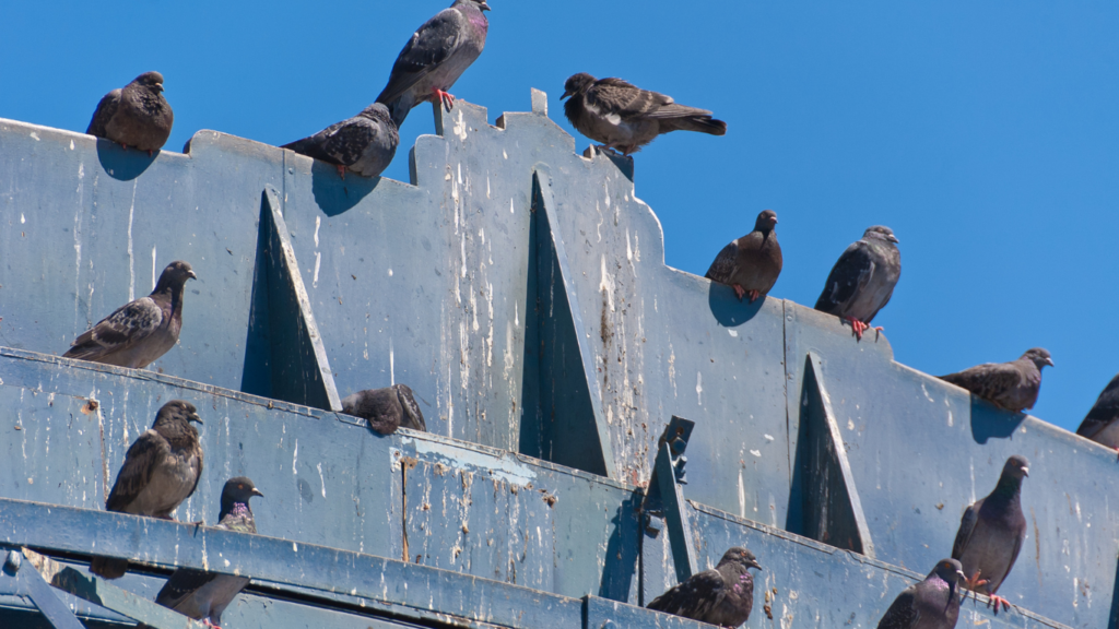 dépigeonnage paris