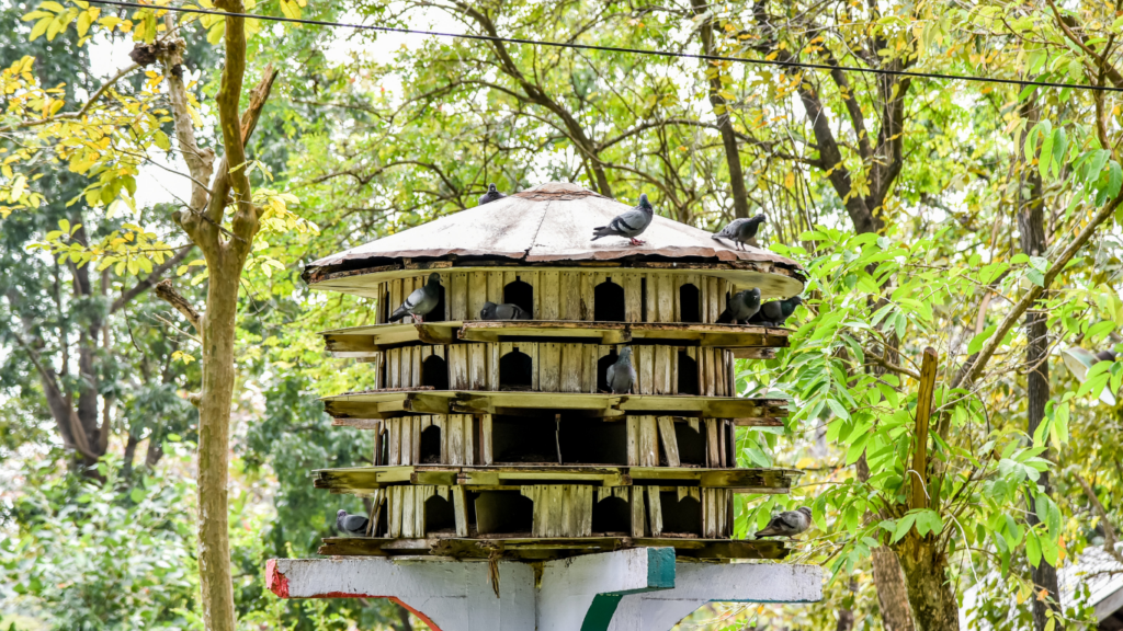 dépigeonnage paris