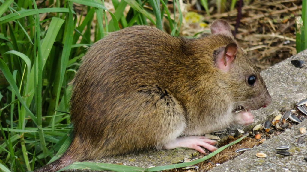 dératisation rats rat paris 20 ème arrondissement 75020