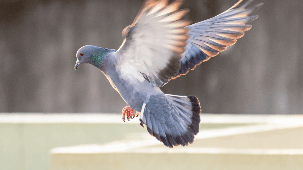 Dépigeonnage à Paris 20e (75020) – Solutions anti-pigeons durables