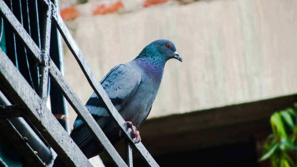 Dératisation, Désinsectisation et Dépigeonnage à Paris 20e (75020)
