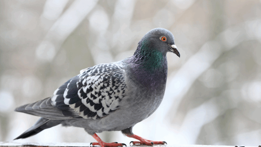 Dépigeonnage à Paris 20e (75020) – Solutions anti-pigeons durables