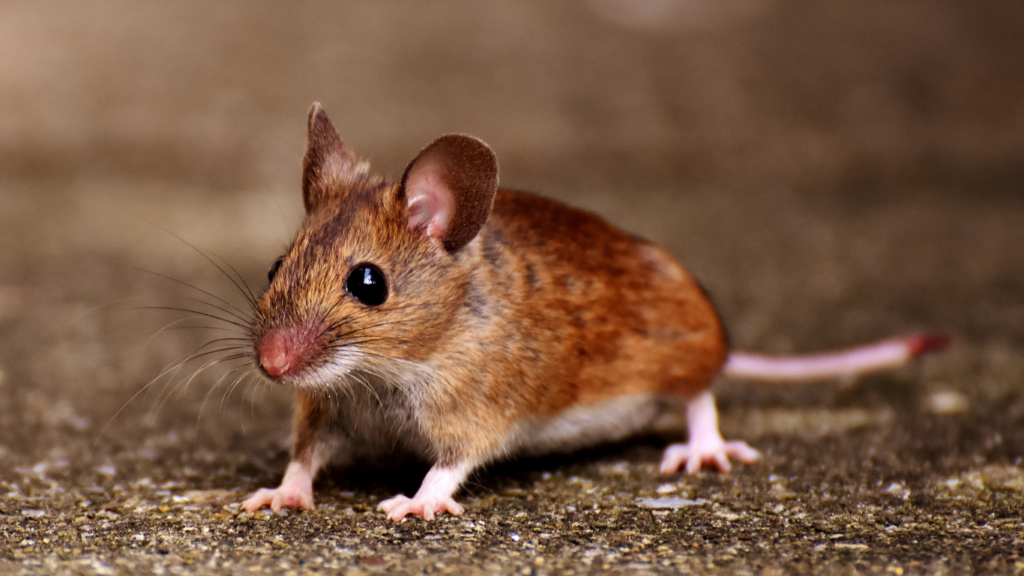 Désourisation à Paris 20 (75020) – Élimination rapide des souris