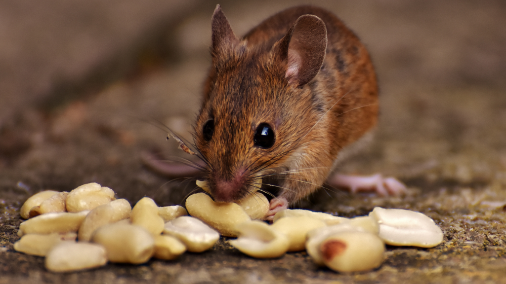 Désourisation à Paris 20 (75020) – Élimination rapide des souris