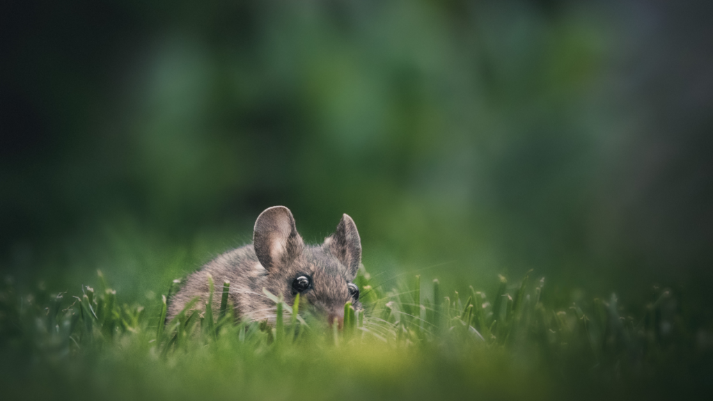 Désourisation à Paris 20 (75020) – Élimination rapide des souris