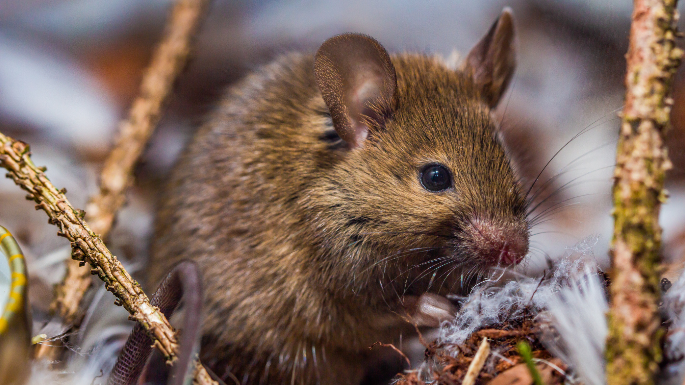 Désourisation à Paris 20 (75020) – Élimination rapide des souris