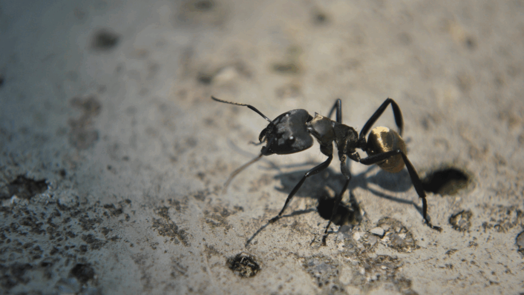 Invasion de fourmis à Paris 20e (75020) – Traitement et éradication