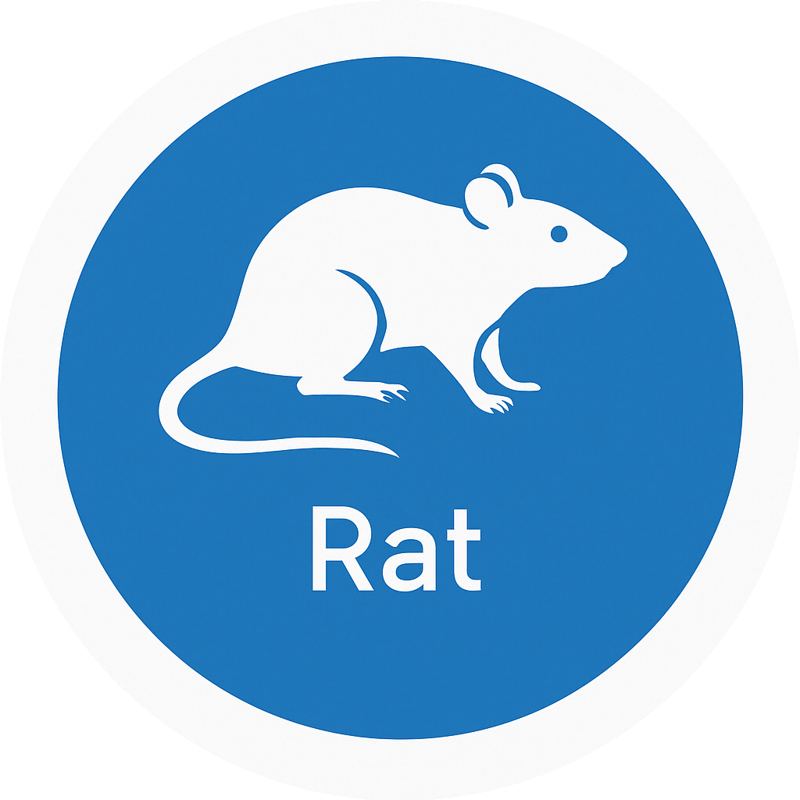 Rat